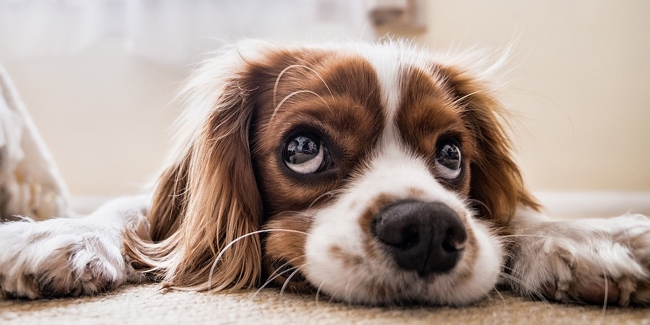 Assurance animal de compagnie sans délai de carence ni franchise