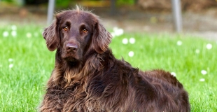 Assurance animal de compagnie sans tatouage ni puce d’identification