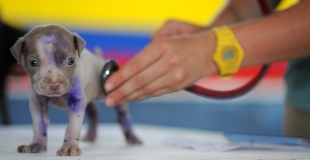 5 astuces pour payer moins de frais vétérinaires pour votre animal !