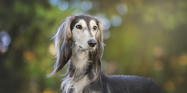 Quelle est la meilleure assurance pour animaux en 2024 ?