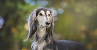 Quelle est la meilleure assurance pour animaux en 2025 ?