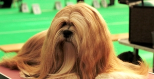 Assurance pour animaux de concours avec pedigree