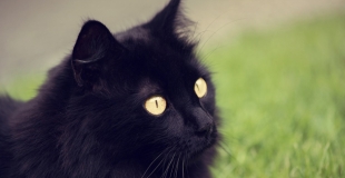 Prix et devis assurance animaux de compagnie pour trouver la moins chère ?
