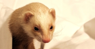 Assurance furet de compagnie : devis, prix, comparateur