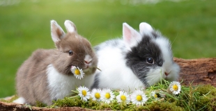 Assurance lapin de compagnie : devis, prix, comparateur