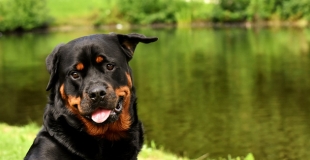 Assurance chien de 1ère ou 2ème catégorie : simulation et tarif
