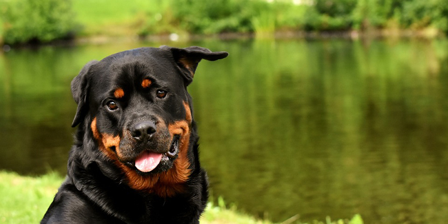 Assurance chien de 1ère ou 2ème catégorie : simulation et tarif