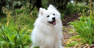 Quels sont les assureurs spécialisés en assurance pour animaux ?