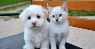 Comparer toutes les assurances pour animaux en moins de 3 minutes