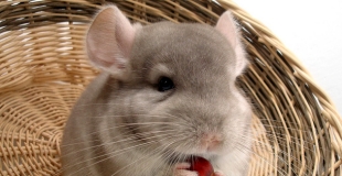 Assurance chinchilla : devis, prix, comparateur