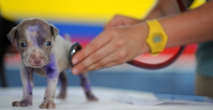 Quelles économies sur les frais vétérinaires grâce à une assurance pour animaux ?