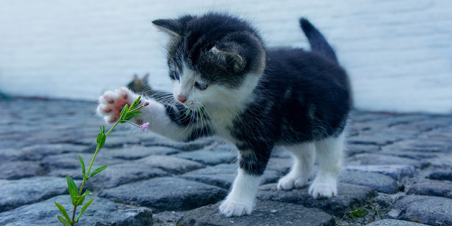 Combien coûte une assurance pour animaux ? Quel prix ?