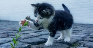 Combien coûte une assurance pour animaux ? Quel prix ?