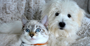 L'assurance chien et l'assurance chat ont-elles les mêmes caractéristiques ?