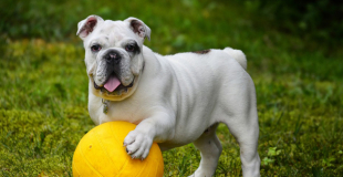 5 bonnes raisons de souscrire une assurance chien ou chat