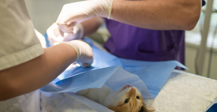 RC Pro pour vétérinaire : comparez, choisissez !