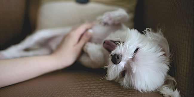 Quelle est l'assurance pour animaux la moins chère en 2024 ?