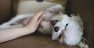 Quelle est l'assurance pour animaux la moins chère en 2025 ?