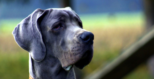 Trouver une assurance pour animaux sans plafond de remboursement