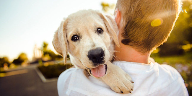 Comment résilier une assurance animaux ?