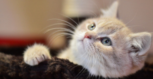 L'assurance pour animaux rembourse-t-elle les vaccins ?