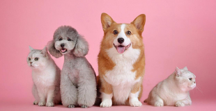 Top 10 meilleures assurances chien et chat : comparatif 2025 !