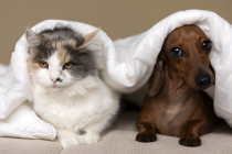 Comment trouver la meilleure mutuelle santé pour chien ou chat ?