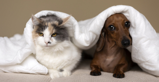 Comment trouver la meilleure mutuelle santé pour chien ou chat ?