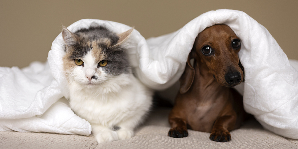 Comment trouver la meilleure mutuelle santé pour chien ou chat ?